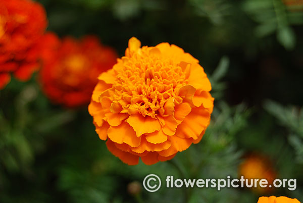 Cresta deep orange french marigold