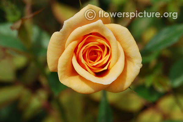 Golden yellow miniature rose