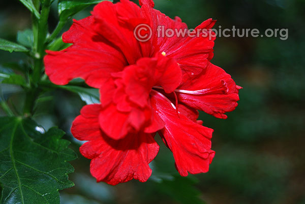 Hibiscus double red