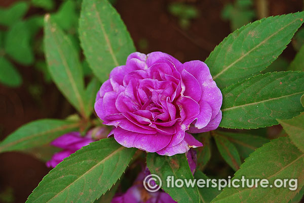 Impatiens balsamina camellia purple