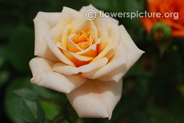 Kiss n tell miniature beige rose