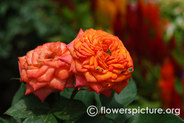 Orange mini rose