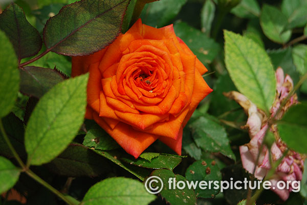 Orange sunblaze miniature rose