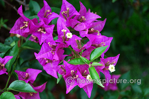 Purple bougainvillea