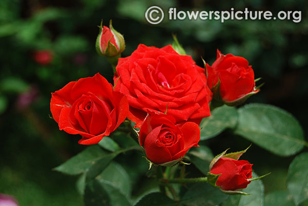 Red minimo miniature rose