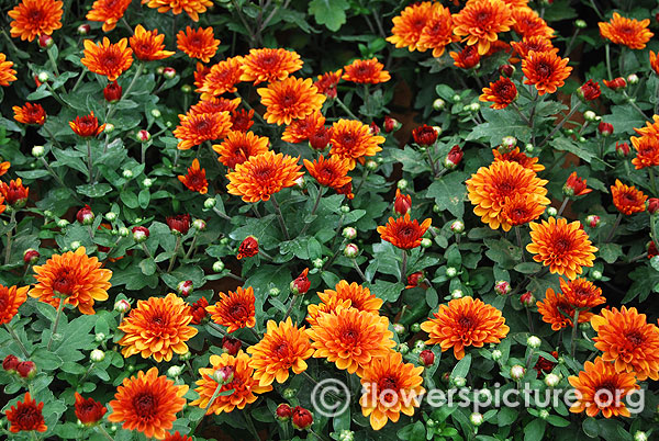 Red orange bicolor garden mums