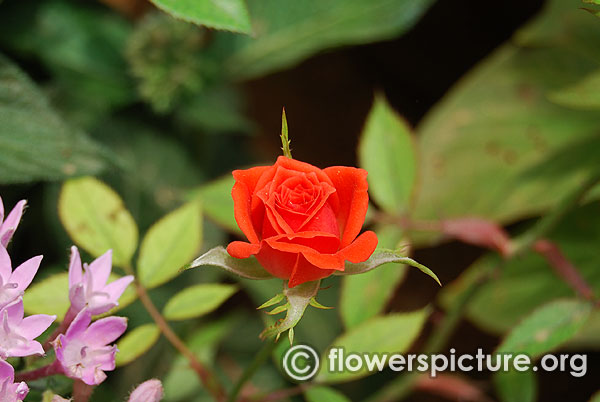 Tiny orange rose