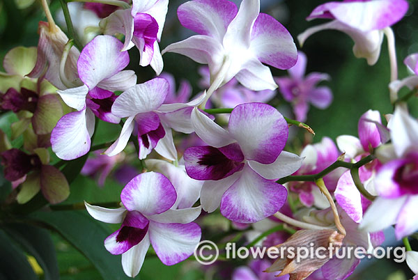 White and purple dendrobium orchids
