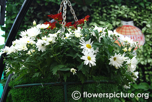 White mums flowers in hanging baskets