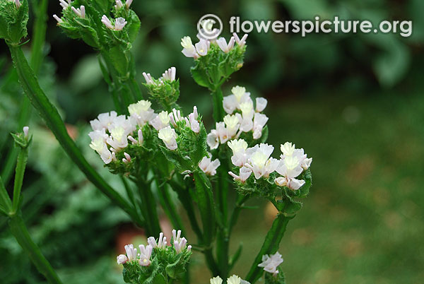 White statice flower