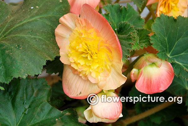 Yellow and pink begonia