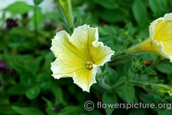 Yellow petunia