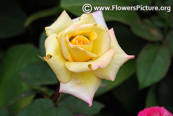 Elegant beauty rose