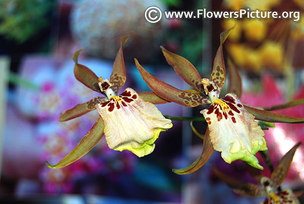Miltassia orchid