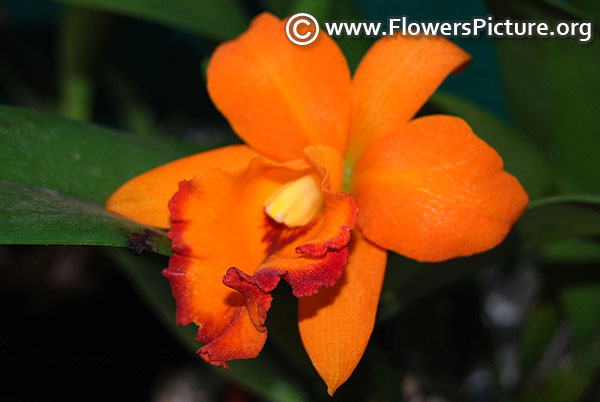 Orange cattleya orchid