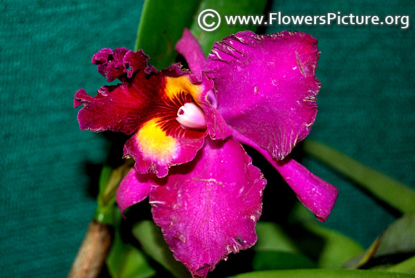 Purple cattleya orchid