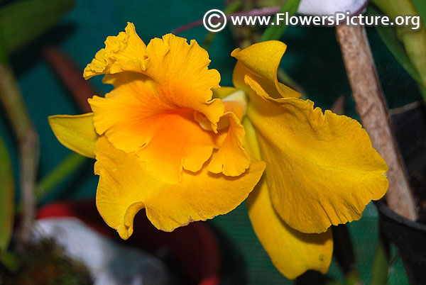 Yellow cattleya orchid