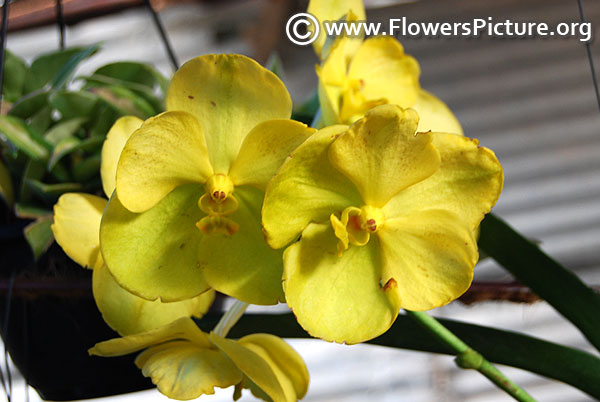 Yellow vanda orchids