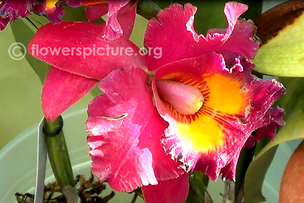 Cattleya red orchid