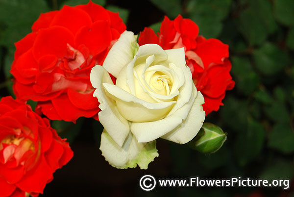 White rose bud bangalore flower show 2014