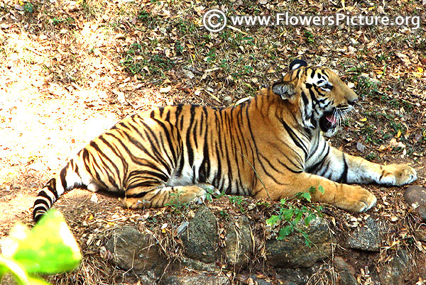 Mysore zoo tiger