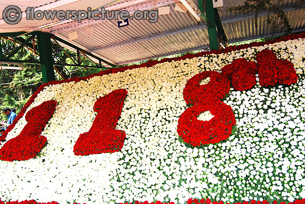 118 th ooty flower show decoration using red roses