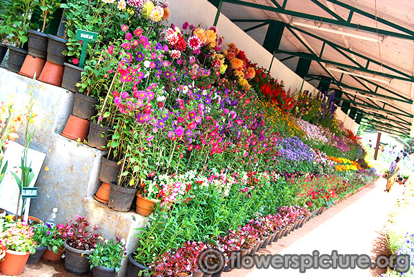 Colorful flowers display