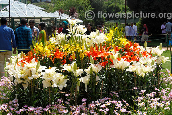Lilium varieties display-Ooty flower show 2014