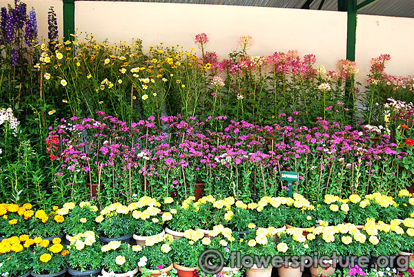 Saponaria flower & spider flower types display