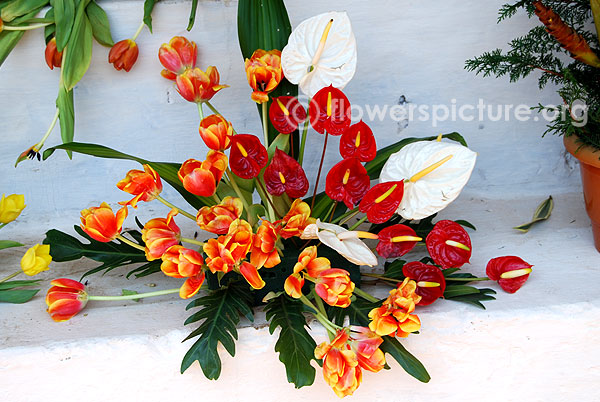 Tulip and anthurium flower arrangement