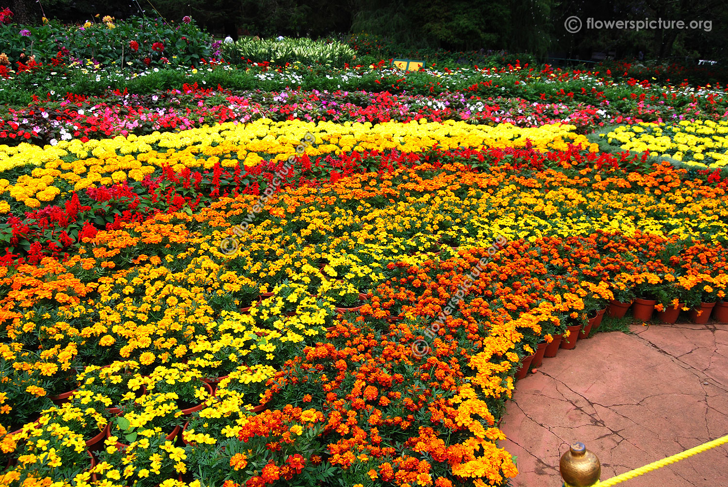 Marigold Varieties