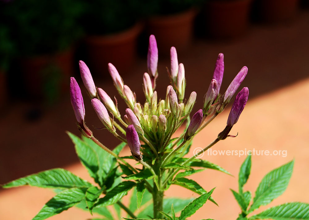 cleome spinosa violet queen-Immature flower inflorescence