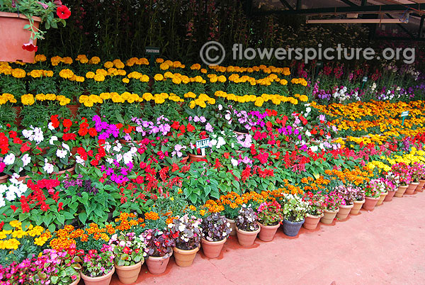Balsam marigold varieties flower pot arrangements