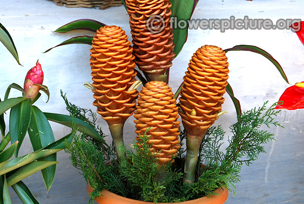 Beehive ginger flower comb arrangements