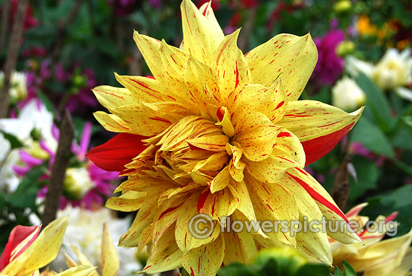 Dixie winedot dahlia-yellow and red variegated flower