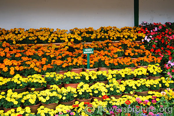 French marigold flower varieties pots display arrangements
