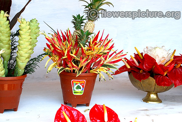 Heliconia pineapple flower pots arrangements