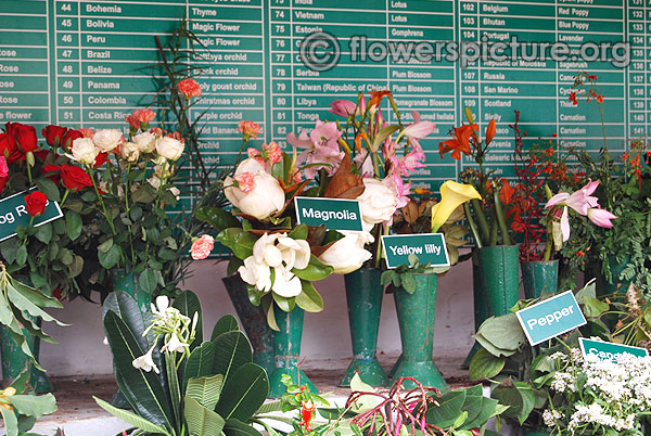 Imported flowers display