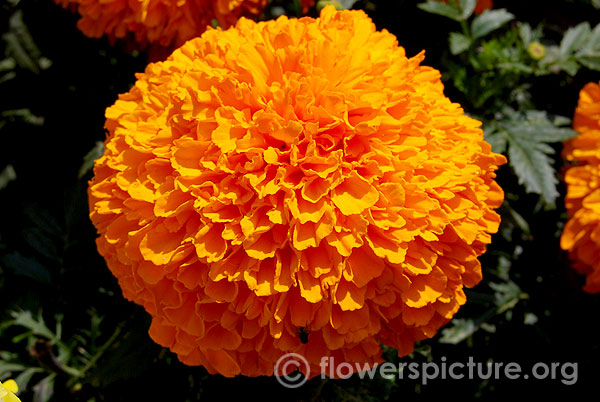 Inca orange marigold