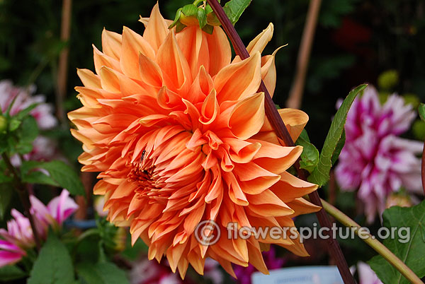 Maarn dahlia decorative orange flower
