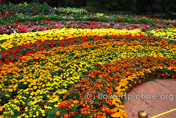 Marigold flower pots display ooty botanical garden
