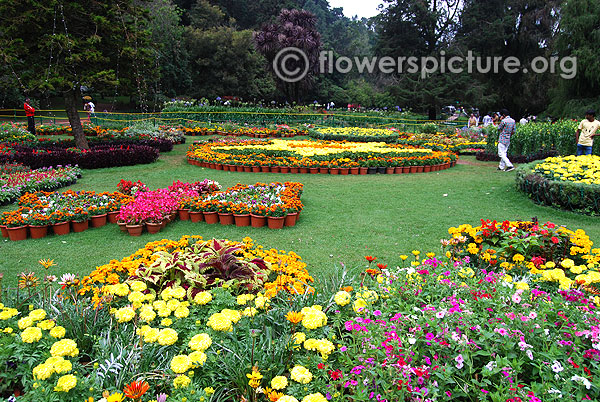 Ooty botanical garden flower beds