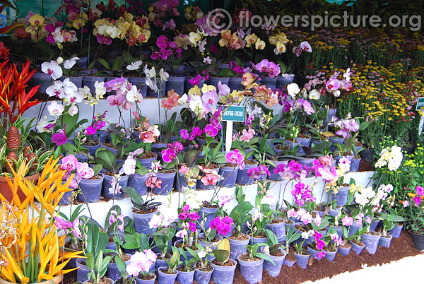 Phalaenopsis orchid varieties in pots display