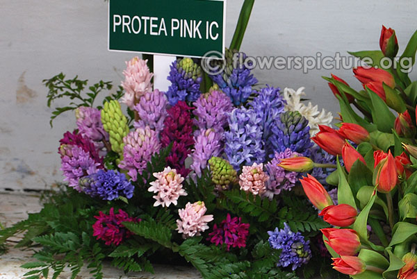 Protea Pink IC