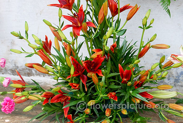Red lily flower arrangement