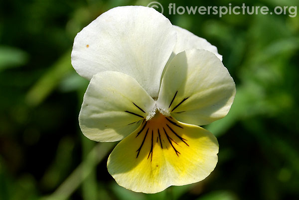 Viola penny primrose
