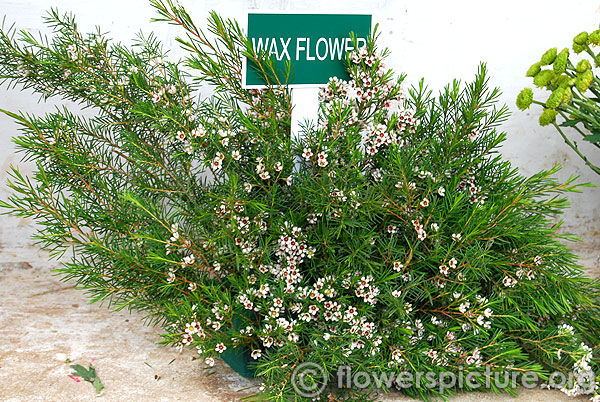 Wax flower
