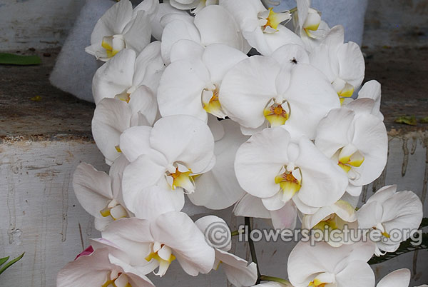 White phalaenopsis orchid ooty flower show