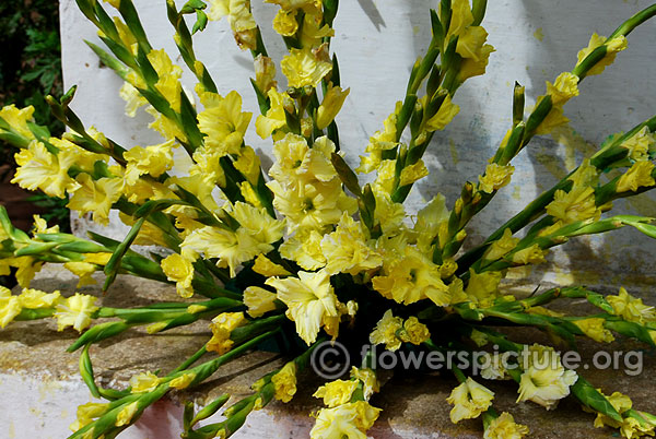Yellow gladiolus flower arrangements