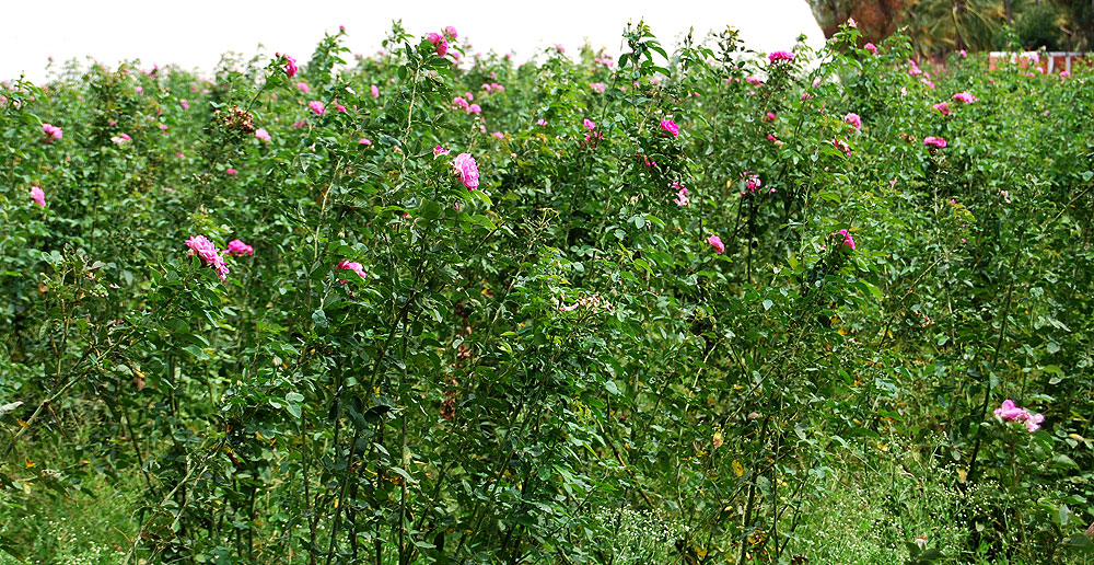 Nathalie nypels rose foliage
